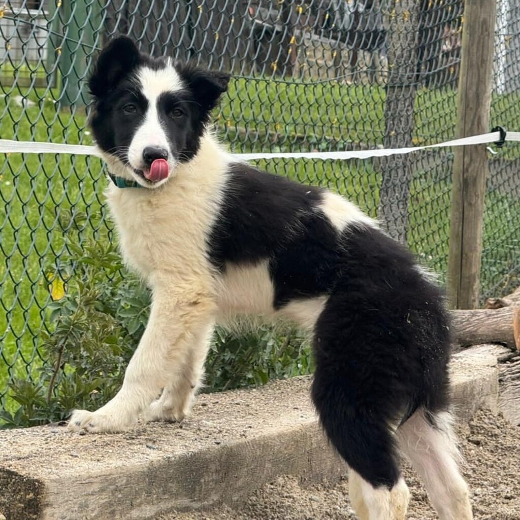Border Collie Rookie, 12/2025, Endgröße ca. 55 cm, 79418 Schliengen-Liel