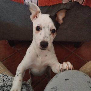 Bodeguero Mischling Rosita, 12/2025, Endgröße ca. 38 cm