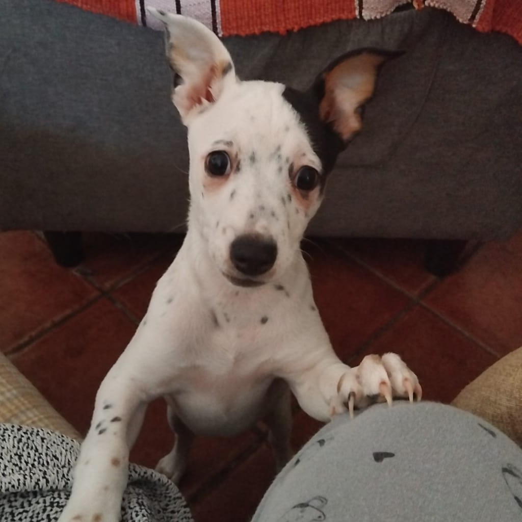 Bodeguero Mischling Rosita, 12/2025, Endgröße ca. 38 cm