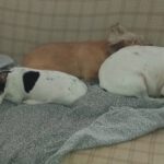 Bodeguero Mischling Rosita, 12/2025, Endgröße ca. 38 cm