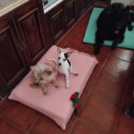 Bodeguero Mischling Rosita, 12/2025, Endgröße ca. 38 cm