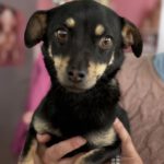 Pinscher Mischling Sabrina, 08/2025, ca. 27 cm