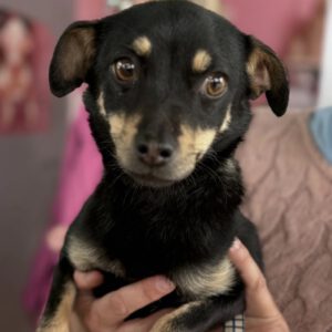 Pinscher Mischling Sabrina, 08/2025, ca. 27 cm