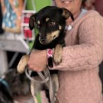 Pinscher Mischling Sabrina, 08/2025, ca. 27 cm