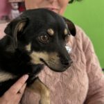 Pinscher Mischling Sabrina, 08/2025, ca. 27 cm