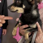 Pinscher Mischling Sabrina, 08/2025, ca. 27 cm