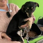 Pinscher Mischling Sabrina, 08/2025, ca. 27 cm