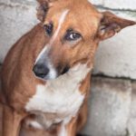 Podenco Mischling Saluz, 04/2023, ca. 45 cm