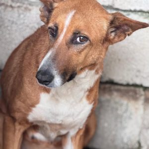 Podenco Mischling Saluz, 04/2023, ca. 45 cm