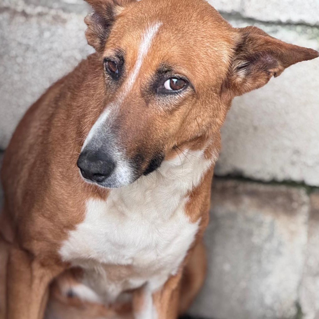 Podenco Mischling Saluz, 04/2023, ca. 45 cm