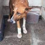 Podenco Mischling Saluz, 04/2023, ca. 45 cm