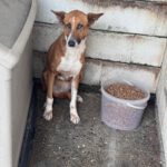 Podenco Mischling Saluz, 04/2023, ca. 45 cm