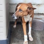 Podenco Mischling Saluz, 04/2023, ca. 45 cm