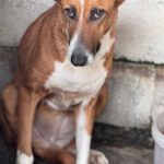 Podenco Mischling Saluz, 04/2023, ca. 45 cm