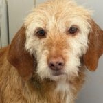 Mischling Samela, 01/2018, ca. 40 cm