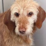 Mischling Samela, 01/2018, ca. 40 cm