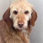 Mischling Samela, 01/2018, ca. 40 cm