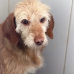 Mischling Samela, 01/2018, ca. 40 cm