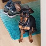 Pinscher Sangre, 09/2021, ca. 25 cm, 32657 Lemgo