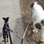 Pinscher Sangre, 09/2021, ca. 25 cm, 32657 Lemgo