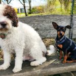 Pinscher Sangre, 09/2021, ca. 25 cm, 32657 Lemgo