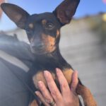 Pinscher Sangre, 09/2021, ca. 25 cm, 32657 Lemgo