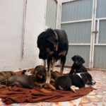 Mastin Selina, 01/2022, ca. 70 cm