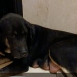 Mastin Selina, 01/2022, ca. 70 cm