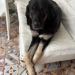 Mastin Selina, 01/2022, ca. 70 cm