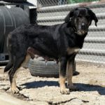 Mastin Selina, 01/2022, ca. 70 cm