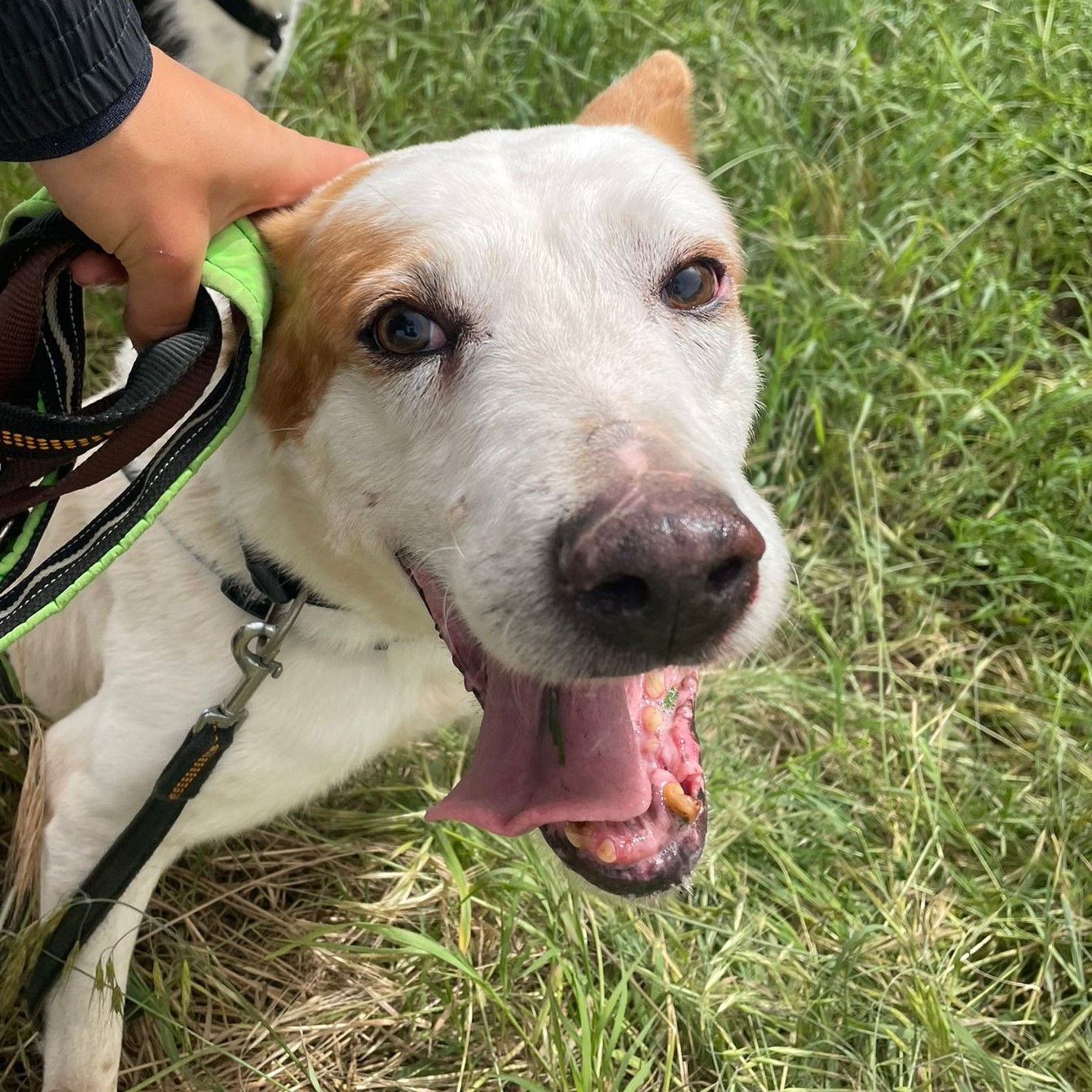 Podenco Mischling Serafin, 06/2015, ca. 45 cm