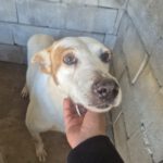 Podenco Mischling Serafin, 06/2015, ca. 45 cm