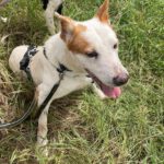 Podenco Mischling Serafin, 06/2015, ca. 45 cm