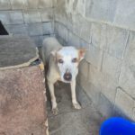 Podenco Mischling Serafin, 06/2015, ca. 45 cm