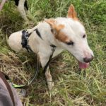 Podenco Mischling Serafin, 06/2015, ca. 45 cm