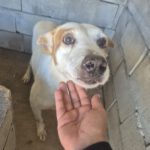 Podenco Mischling Serafin, 06/2015, ca. 45 cm