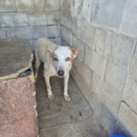 Podenco Mischling Serafin, 06/2015, ca. 45 cm