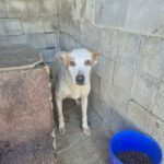 Podenco Mischling Serafin, 06/2015, ca. 45 cm