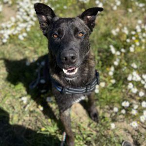 Mischling Shadow, 07/2024, ca. 65 cm