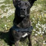 Mischling Shadow, 07/2024, ca. 65 cm