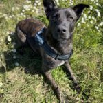 Mischling Shadow, 07/2024, ca. 65 cm