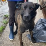 Mischling Shadow, 07/2024, ca. 65 cm