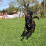 Mischling Shadow, 07/2024, ca. 65 cm