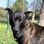 Mischling Shadow, 07/2024, ca. 65 cm