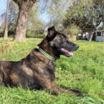 Mischling Shadow, 07/2024, ca. 65 cm