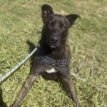 Mischling Shadow, 07/2024, ca. 65 cm