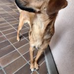 Mischling Sheldon, 04/2025, ca. 50 cm, 47441 Moers