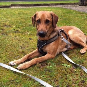 Mischling Sheldon, 04/2025, ca. 50 cm, 47441 Moers