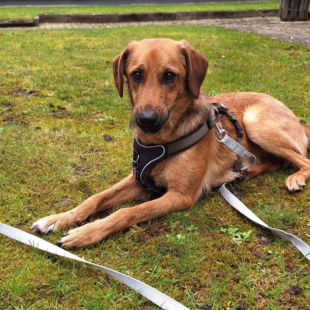 Mischling Sheldon, 04/2025, ca. 50 cm, 47441 Moers