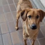 Mischling Sheldon, 04/2025, ca. 50 cm, 47441 Moers